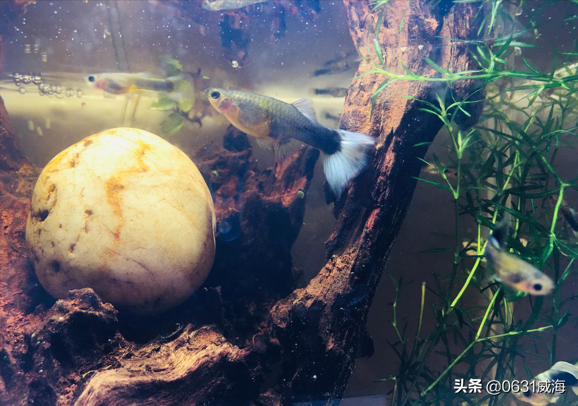 孔雀鱼怎么预防大鱼吃小鱼,孔雀鱼繁殖吃什么