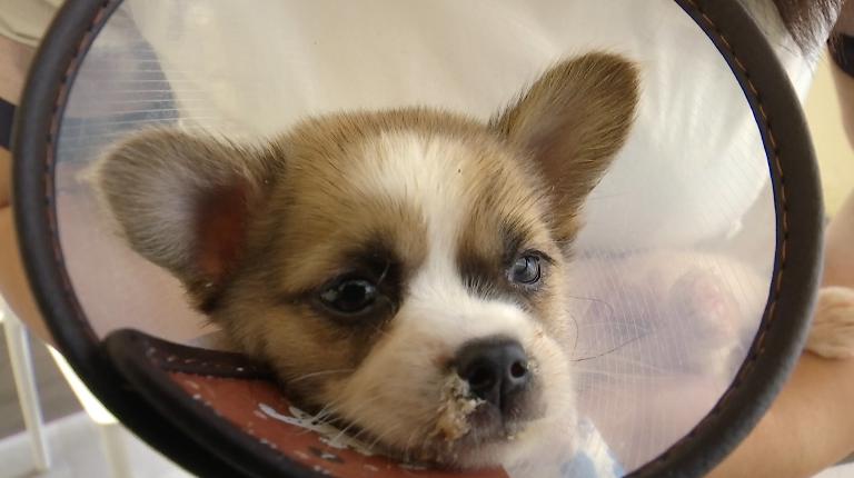 小狗被灌502胶水,11只小奶狗被502胶水伤害