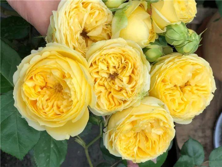 月季图鉴哪本书好,淘宝上最好养的月季品种