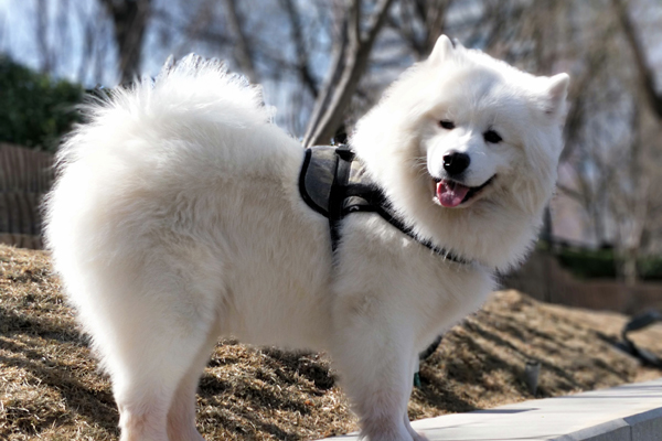 有独特功能的动物尾巴,小动物的尾巴的作用