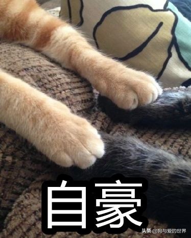 猫猫为什么喜欢躲在暗处扑人,猫猫为什么把爪子藏起来