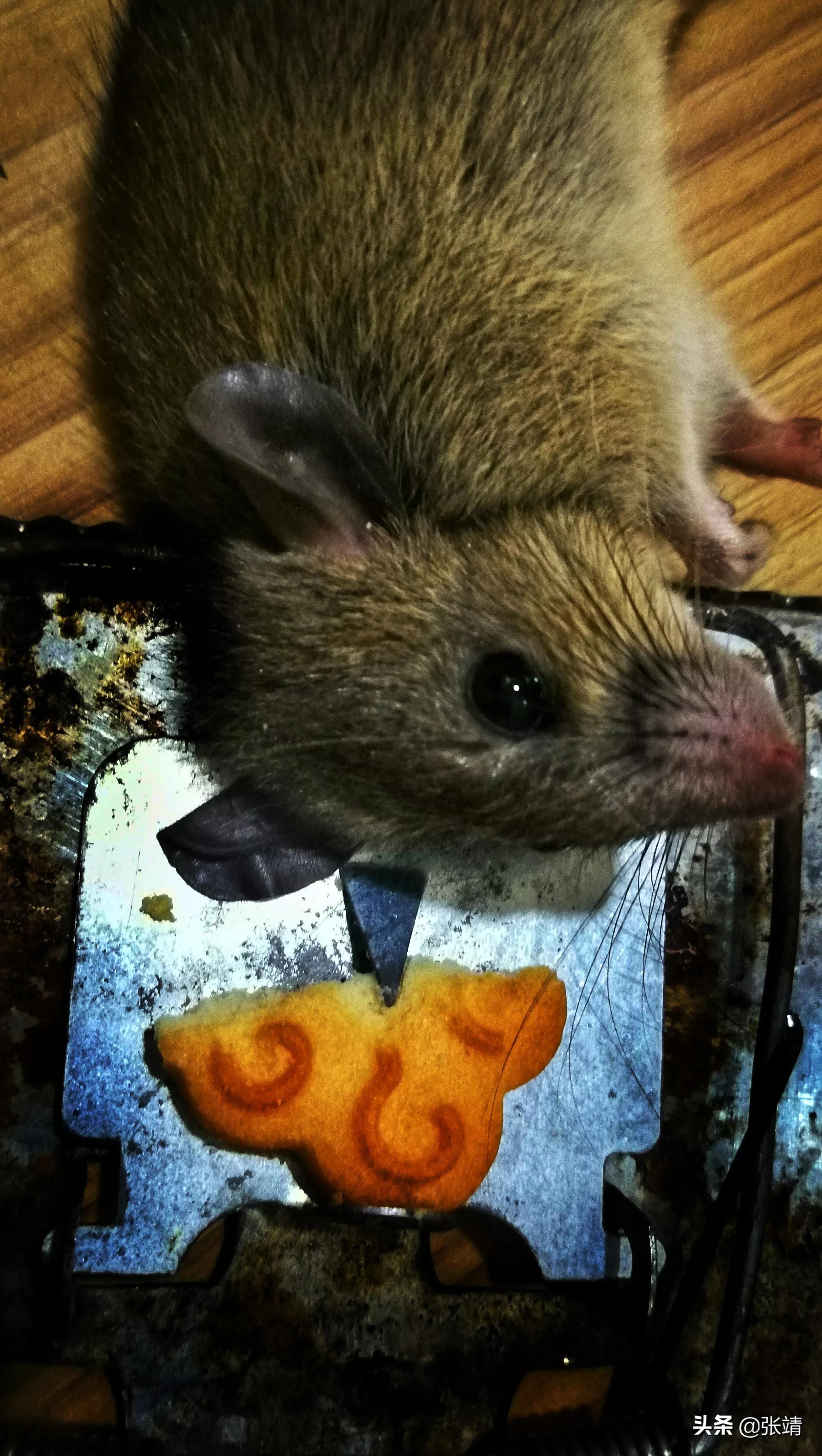 老鼠进家了怎么才能抓住,老鼠进家该找谁处理