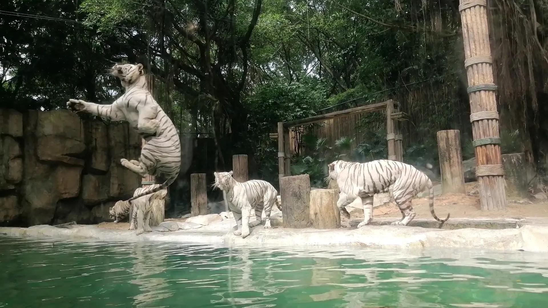 长隆野生动物世界攻略,长隆野生动物世界小火车排队