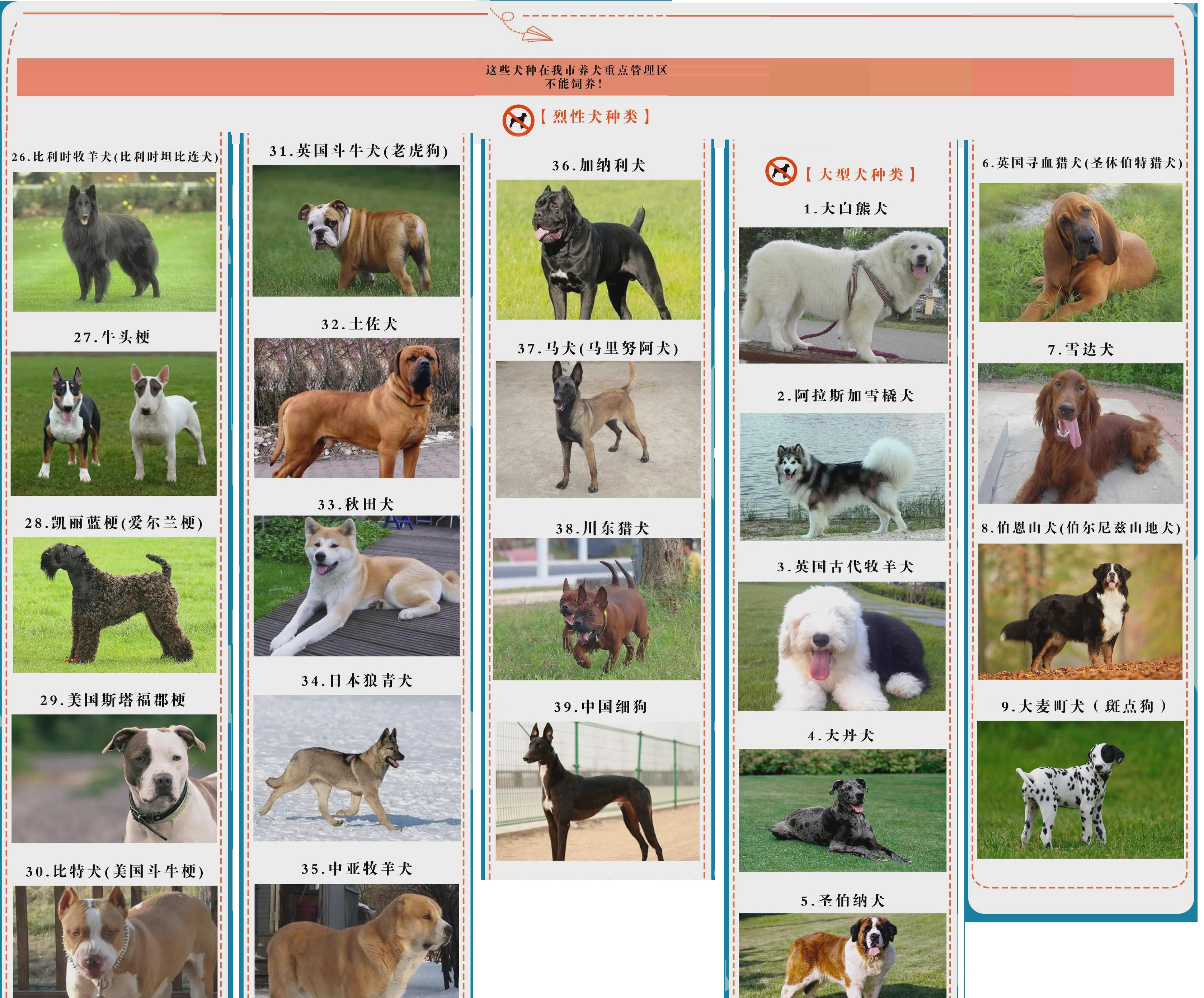 遇到恶狗攻击人如何自救,恶狗攻击人