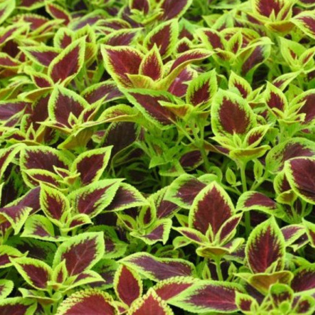 最好看的草花照片,各种草花图