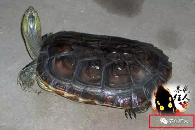 中华花龟和台湾花龟有什么区别,斑纹草龟和普通草龟的区别