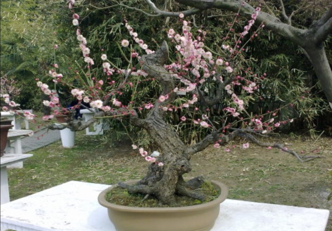 梅花开花少、不开花，应注重5个细节，春节前后就能开花满枝