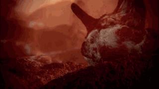 发烧咳嗽流鼻涕是肺炎支原体,发烧感冒咳嗽流鼻涕是甲流吗