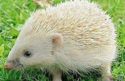 东北五大仙白仙擅长什么,东北五大仙白仙实力