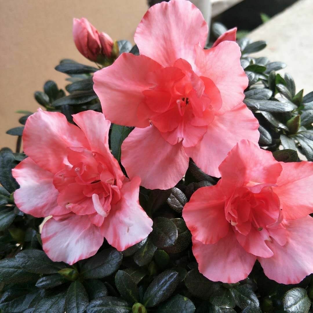 养好杜鹃花的秘诀,养好杜鹃的方法