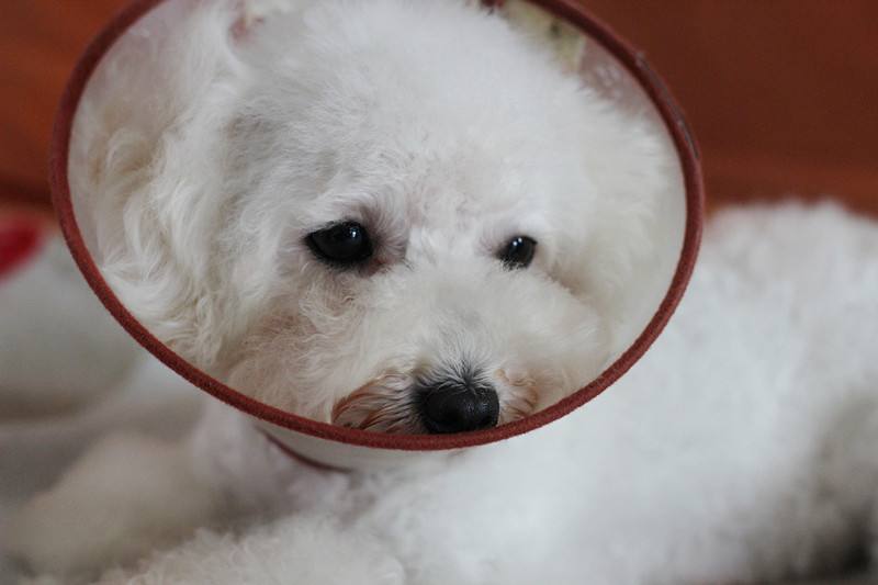 避免蜱虫上狗狗身上喷什么药,怎样预防狗狗被蜱虫咬后复发