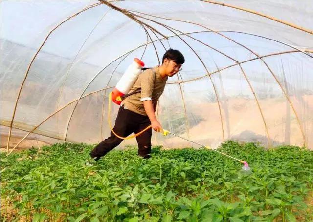 辣椒炭疽病最佳治疗方法,辣椒炭疽病的症状和治疗方法