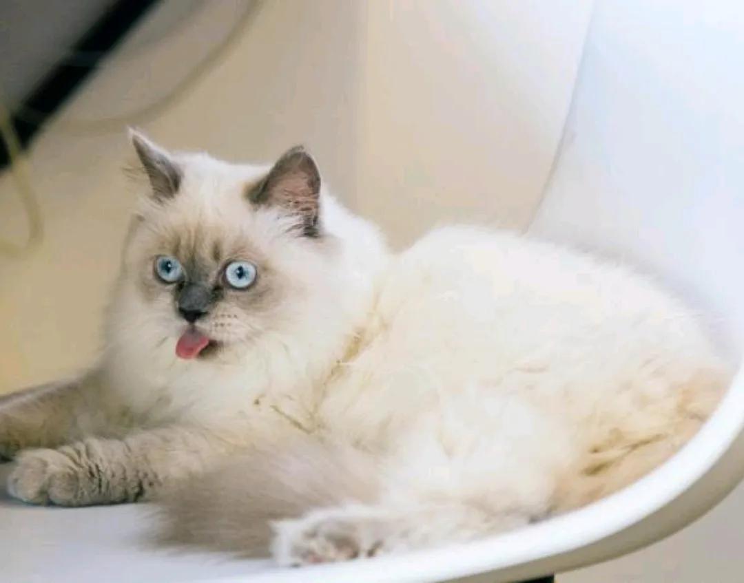 父亲节礼物花,父亲节送什么花好看