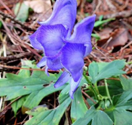 老中医可以给孩子起名吗,用中药名字给孩子取名可以吗