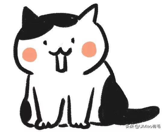 胖橘猫和黑猫,橘猫黑猫白猫哪个最可爱