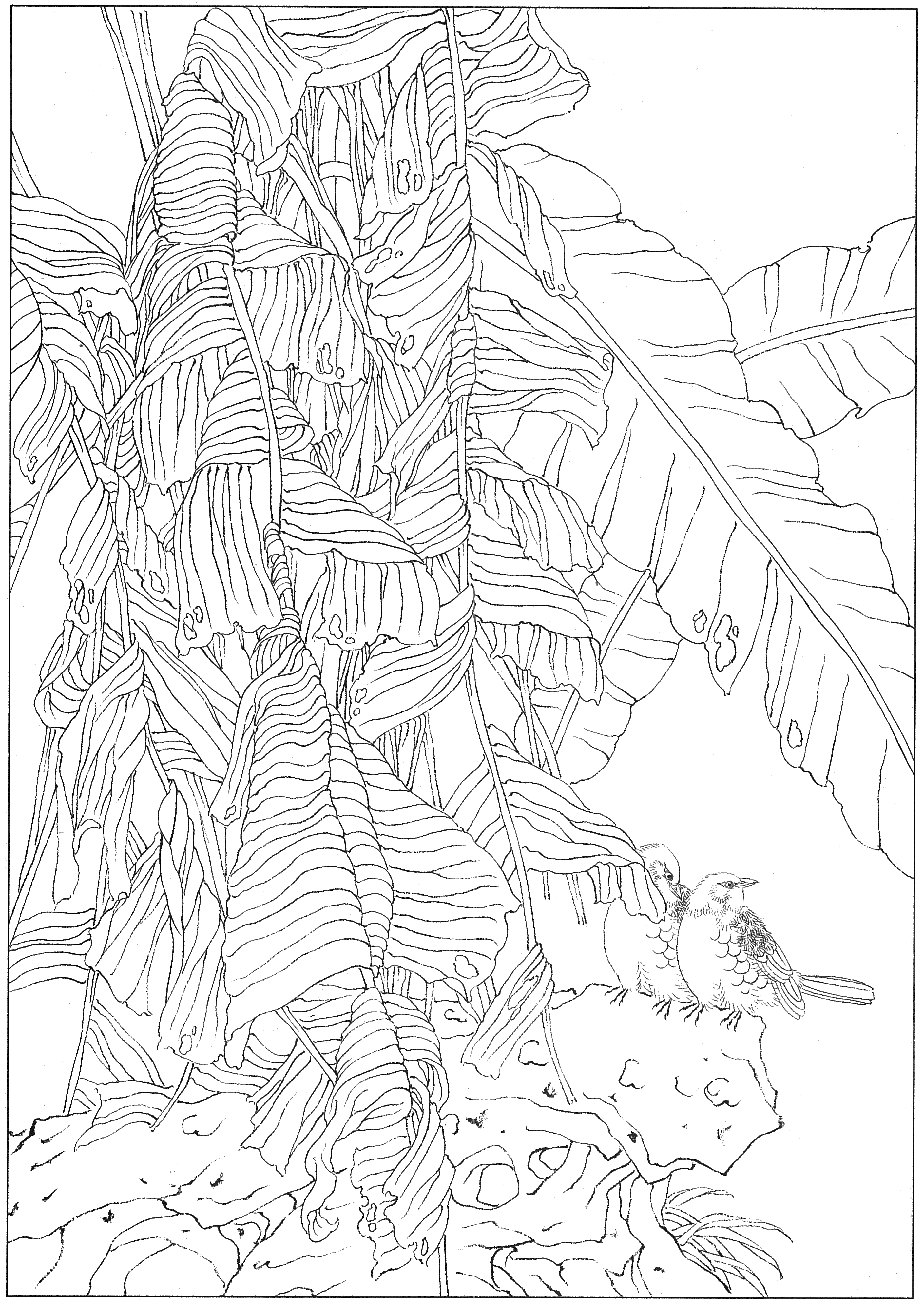 徐渭国画芭蕉作品,临摹徐渭墨梅芭蕉图