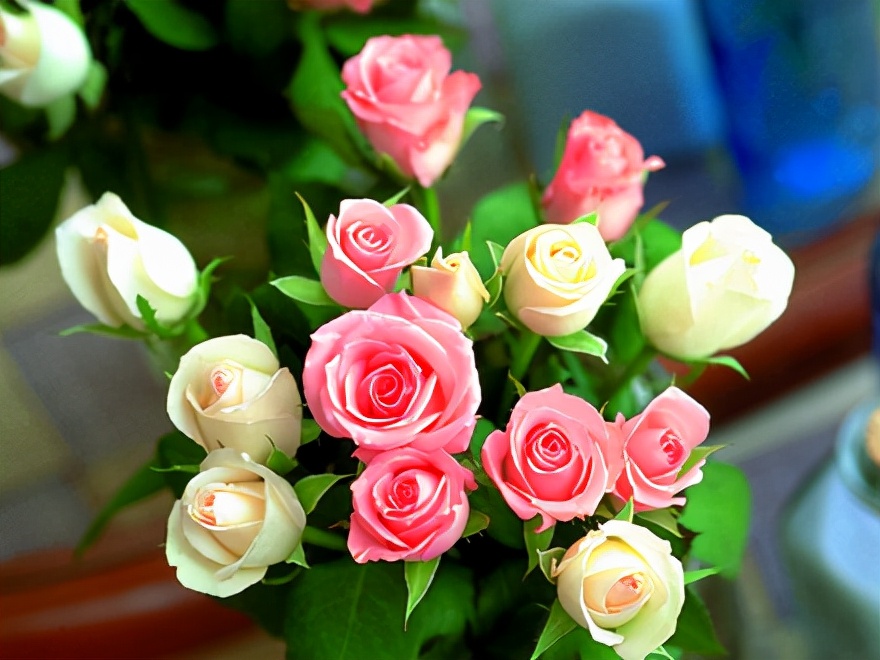 生活中常见的花语大全,生活中常见花卉花语