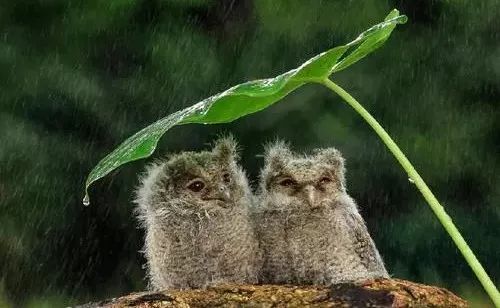 雨一直下晾不干衣服的搞笑视频,雨一直下晾不干衣服的搞笑图片