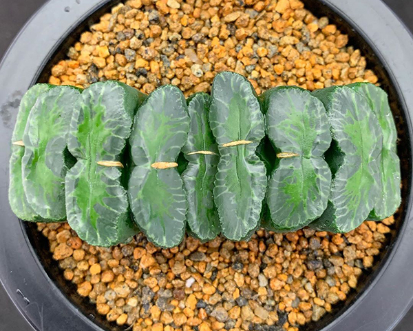 多肉植物一年四季可以晒太阳吗,夏季怕热怕晒的多肉植物