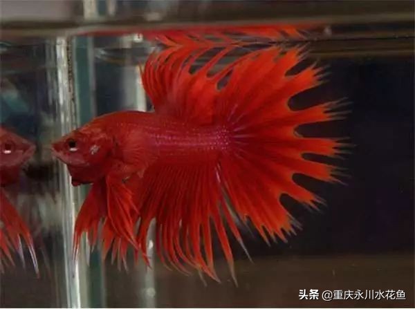 十大最好看的观赏鱼,观赏鱼100种形态