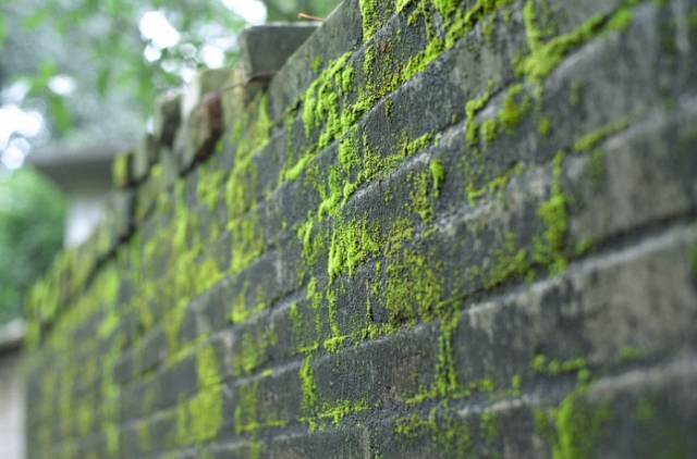 清明节雨纷纷追思故人,清明时节雨纷纷悼念故人