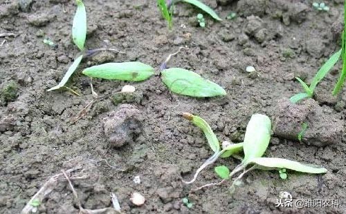 番茄霜霉病和晚疫病预防用什么药,晚疫病和霜霉病特效农药哪个好