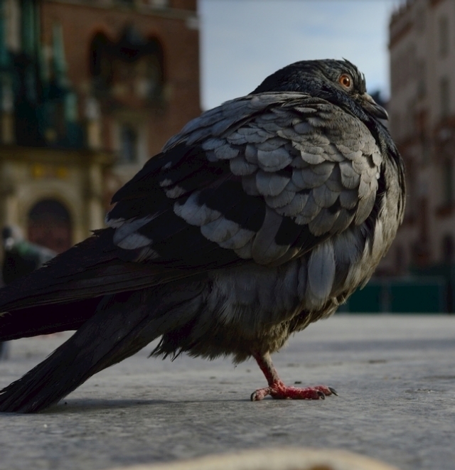 鸽子绿便死亡,鸽子绿便是怎么了