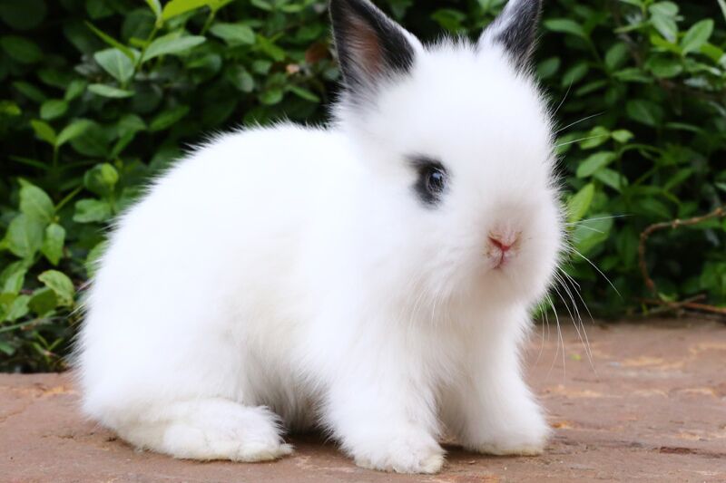 为什么兔子老拉屎拉尿,兔子一天没吃草怎么办