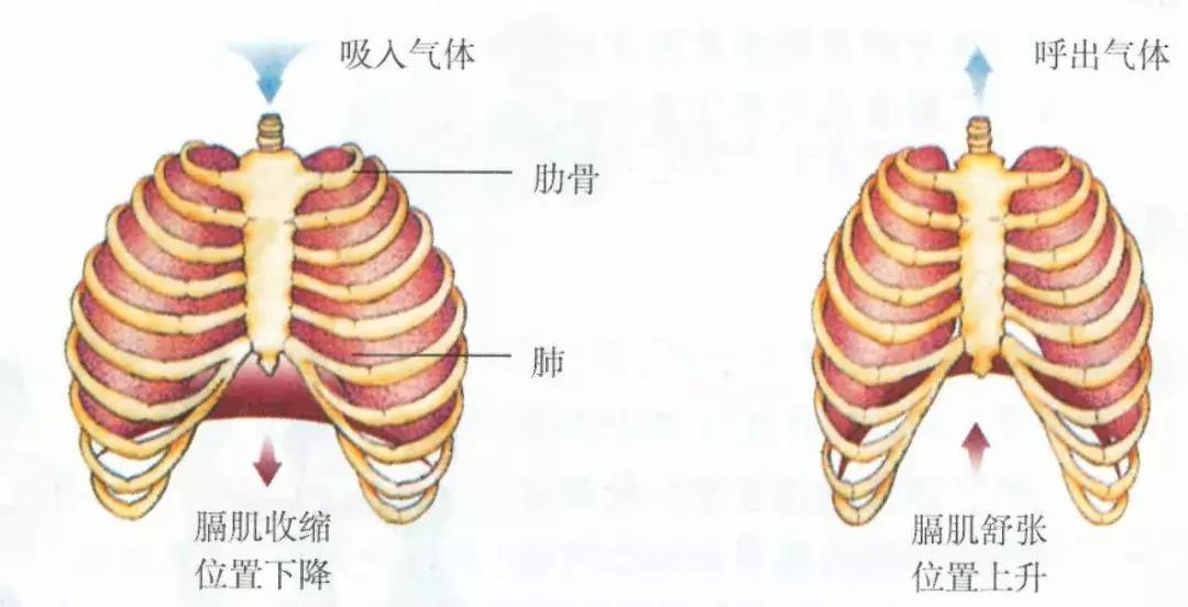正美体态不对称,正美体态改善扁头是真的吗
