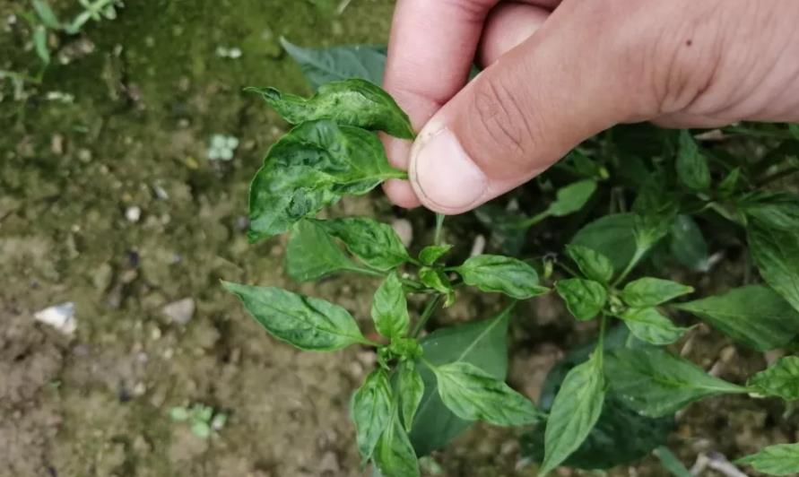 动物病毒感染怎么治疗,植物病毒病解决方案