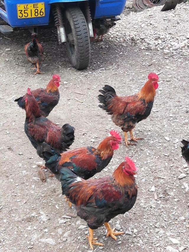 育雏期，鸡糊肛，死亡增多，可以用这个方法解决