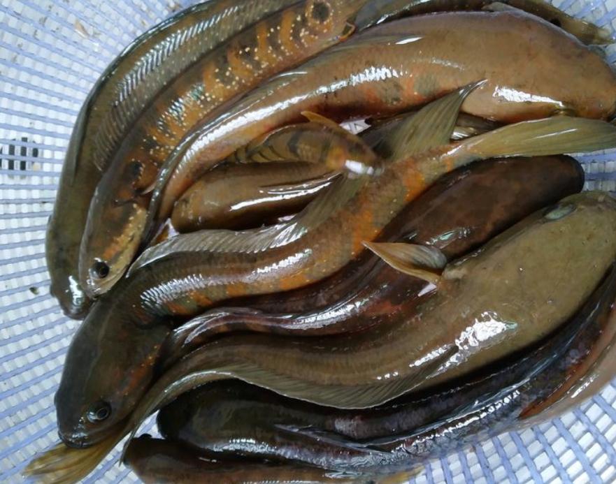 野河钓鱼被人承包被驱赶后续,河道都被罗非鱼入侵