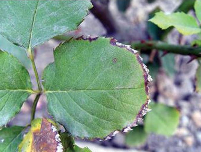 月季的霜霉病和灰霉病的区别,月季霜霉病的治疗方法视频