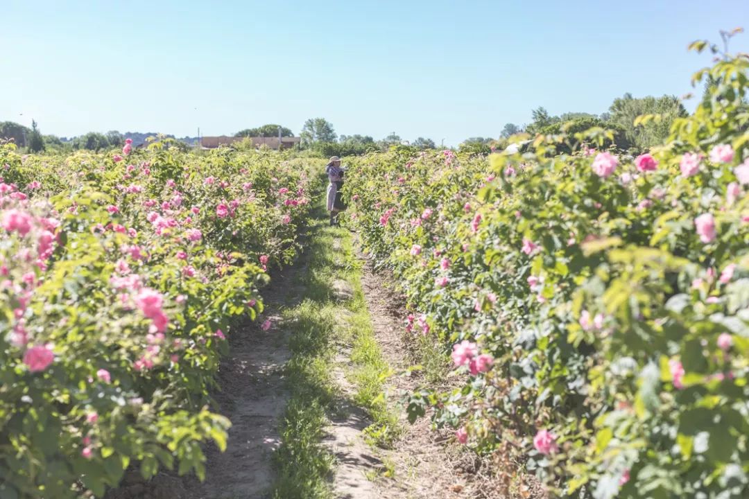一篇文章带你初步了解,法国香水的优缺点