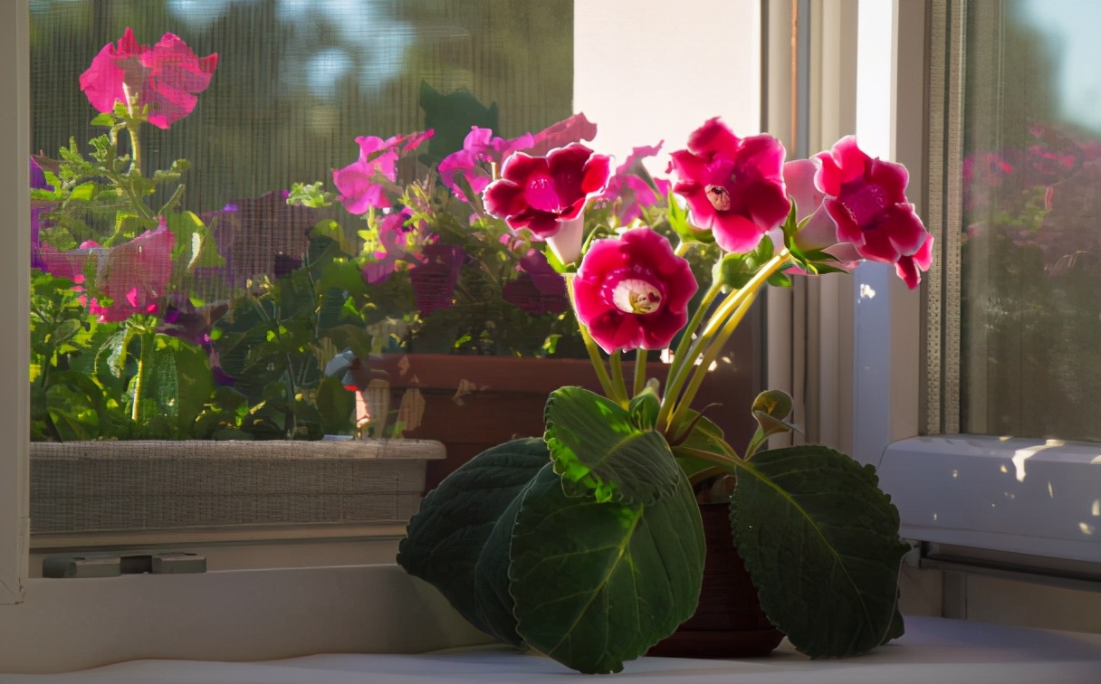 黄豆水浇花的功效与作用,豆渣肥水养花正确使用方法