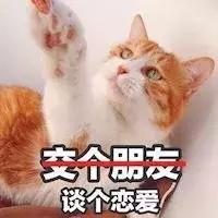 关于猫的100个冷知识和方法,3-6岁动物冷知识