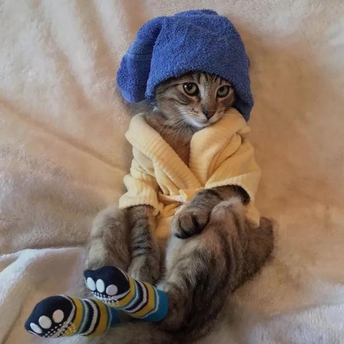 宠物能喝纯牛奶吗,宠物能喝白酒吗