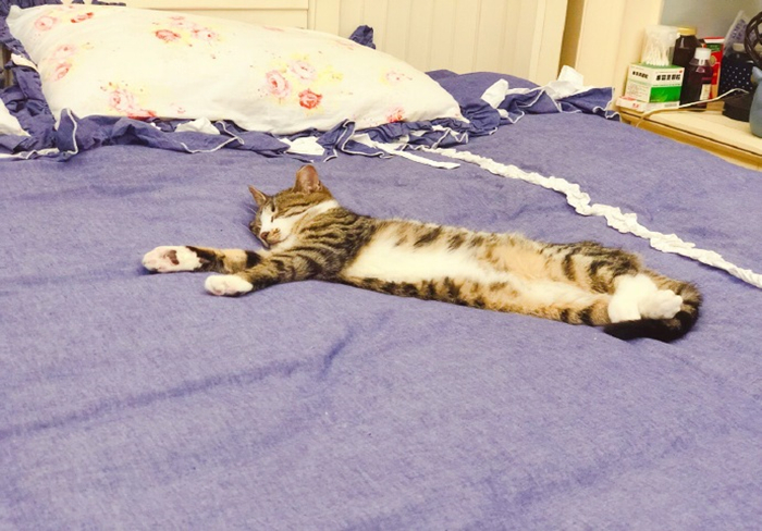 猫咪毛发干枯没光泽掉毛严重,猫咪也有头皮屑吗