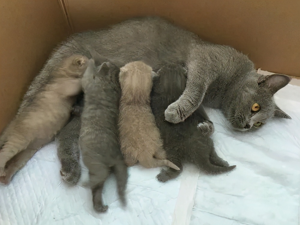 怎么照顾猫妈妈和刚出生的猫宝宝,母猫生孩子后猫妈妈怎么照顾