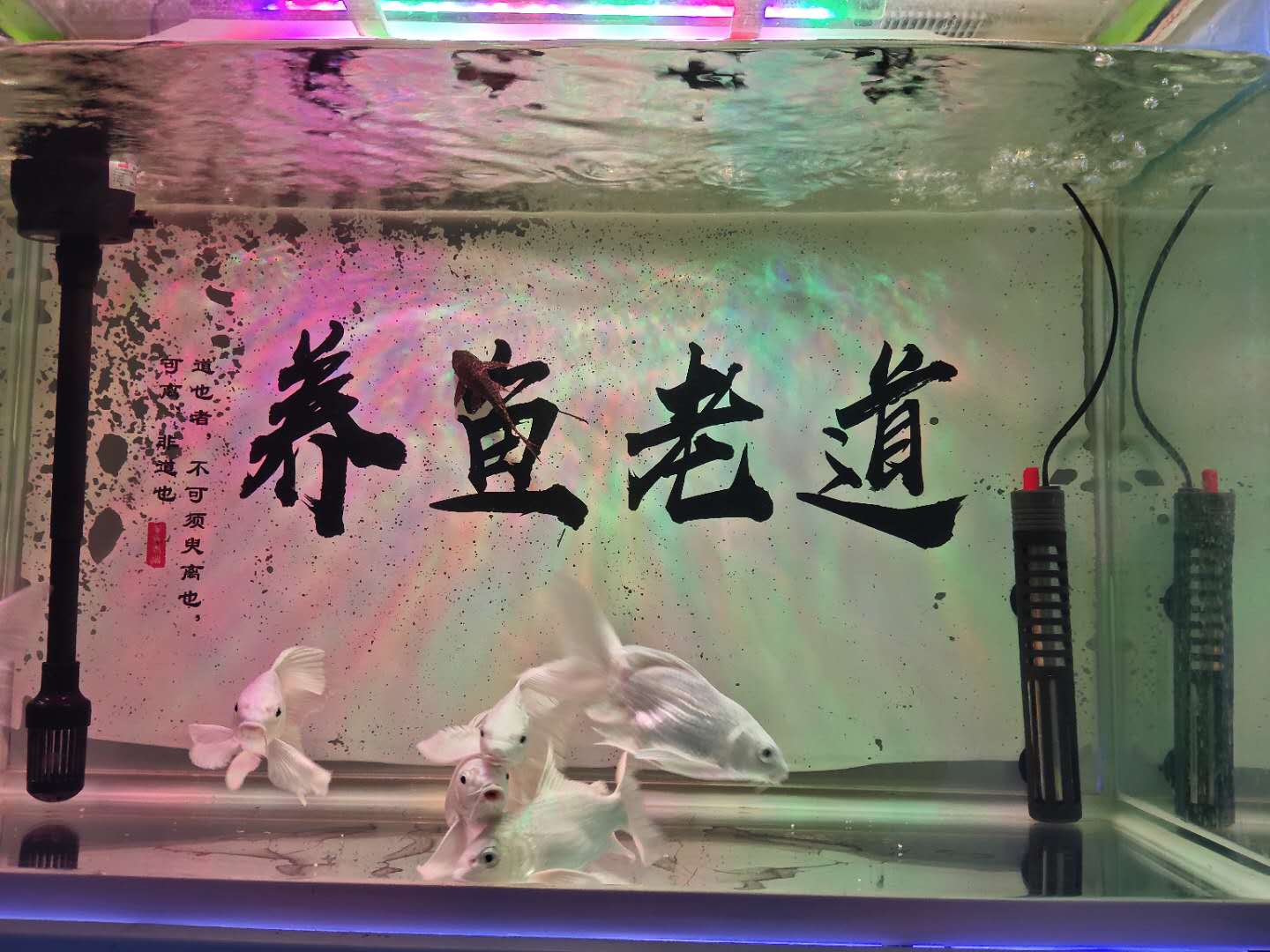 鱼缸水面上的泡沫什么样属于正常,鱼缸水面漂浮多少泡沫需要清理
