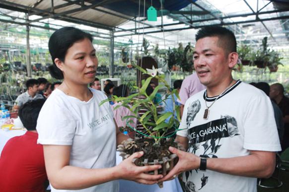 兰花稀有品种购买,兰花最稀有品种