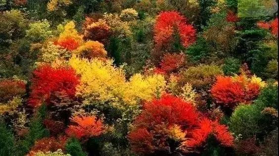 大连枫叶最佳观赏时间,大连枫叶红视频