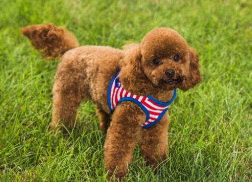 想养一只泰迪怎么办,养泰迪的正确方法和注意事项