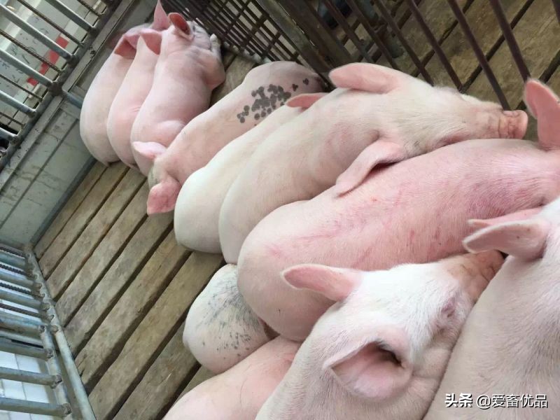 母猪乳房炎正确治疗方法，老兽医无私分享，养猪户学会不花冤枉钱