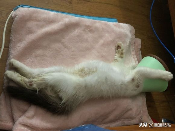 小猫得了猫癣怎么治好得快,小猫得了猫癣能治好吗