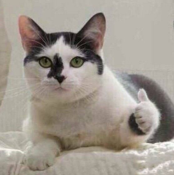 *底卧**“传销式”算命网站，骂医务、骗宝妈，趁疫情狂捞10倍收入！