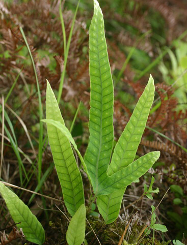 中药金鸡脚功效与作用,中药材独脚金鸡