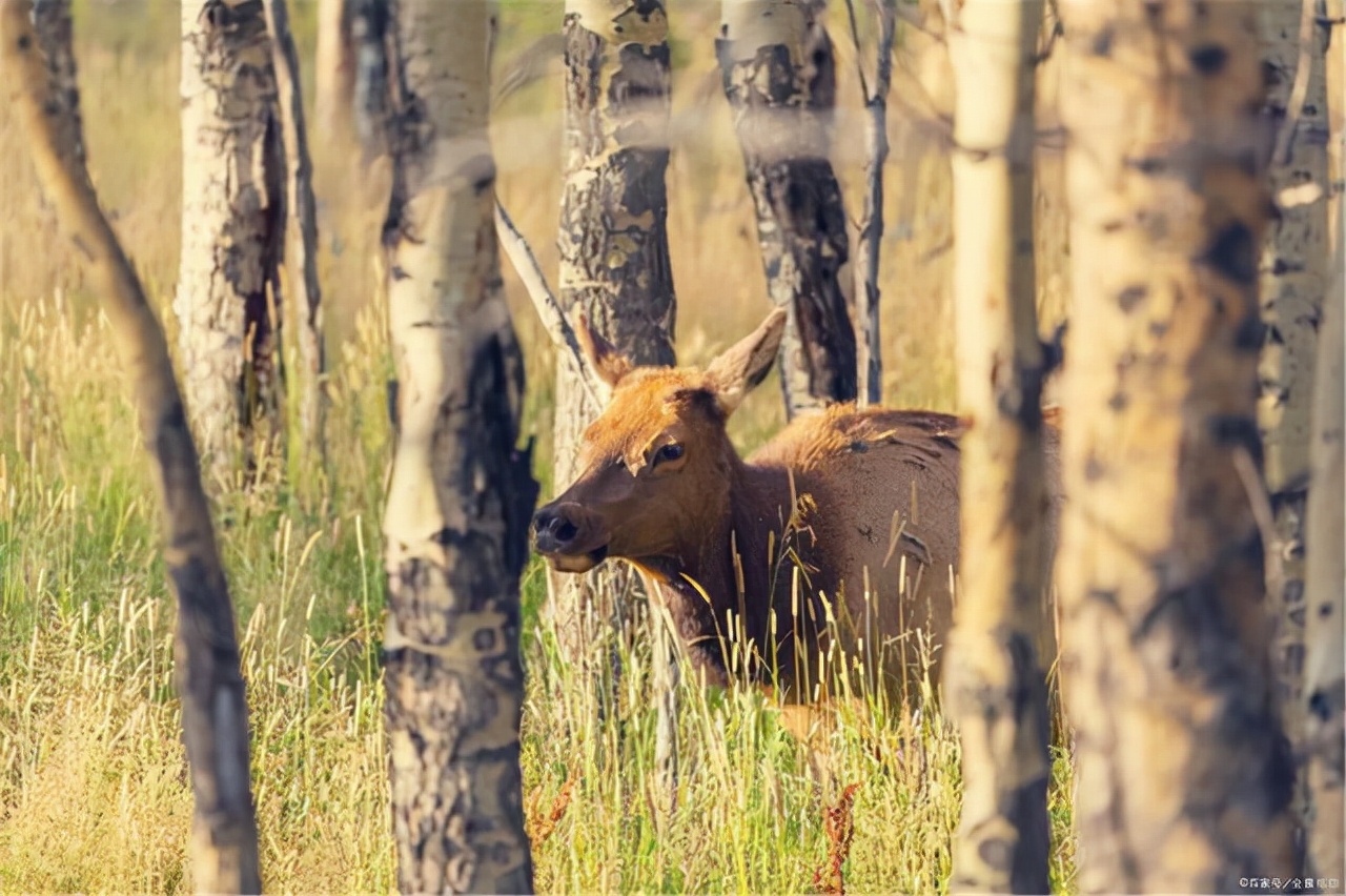 庄子齐物论言者有言,庄子的齐物论中心思想是什么