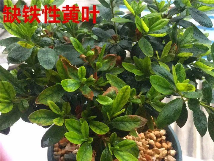 月季常见病害图解,月季枝干高花苞小怎么办