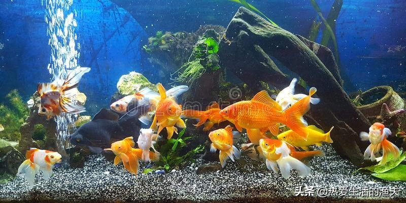 小金鱼好养吗养金鱼三大禁忌,小金鱼的饲养方法与日常护理